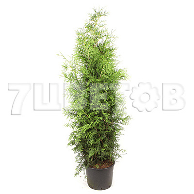 Туя западная Брабант, (H-100-120; V-5 ltr)