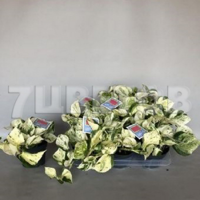 Изображение загружено