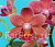 1580637360430_bulletin