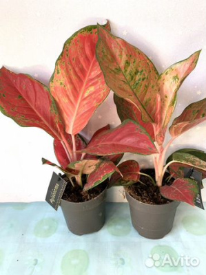 chili-red