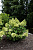 royal-flover