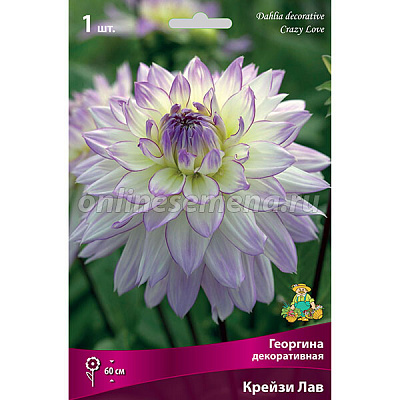 Георгина декоративная Крейзи Лав, (I, 1)