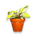filodendron-snoudrift-e1727846259951