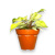 filodendron-snoudrift-e1727846259951