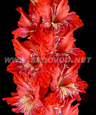 Гладиолус крупноцветковый Горящий Абсент, 2 разбор, 3 шт